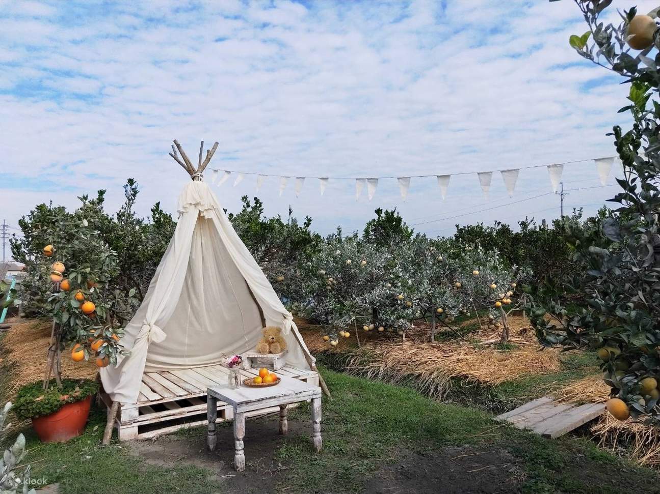 Yunlin | Tiket Pengalaman Memetik Buah Musiman di Kebun Rekreasi Pertanian Oranye | Perlu Reservasi Telepon